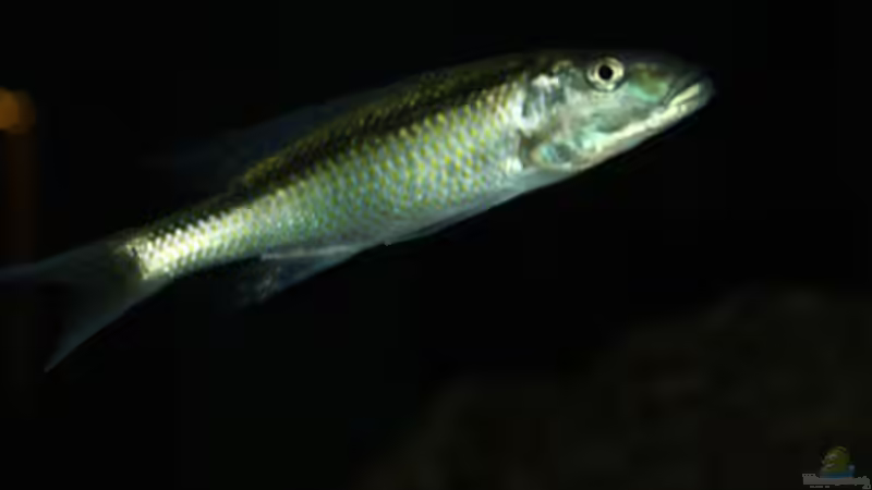 Einrichtungsbeispiele für Aquarien mit Champsochromis-Arten Einrichtungsbeispiele für Aquarien mit Champsochromis-Arten
