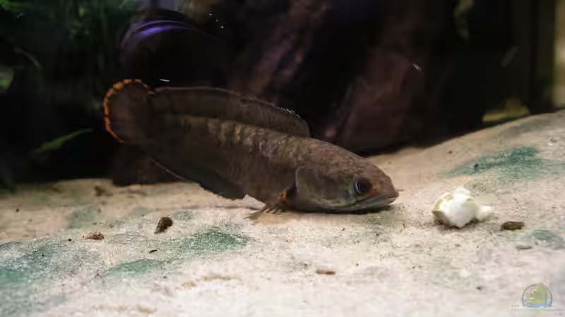 Aquarien mit Channa Gachua (Zwerg-Schlangenkopf) Aquarien mit Channa Gachua (Zwerg-Schlangenkopf)