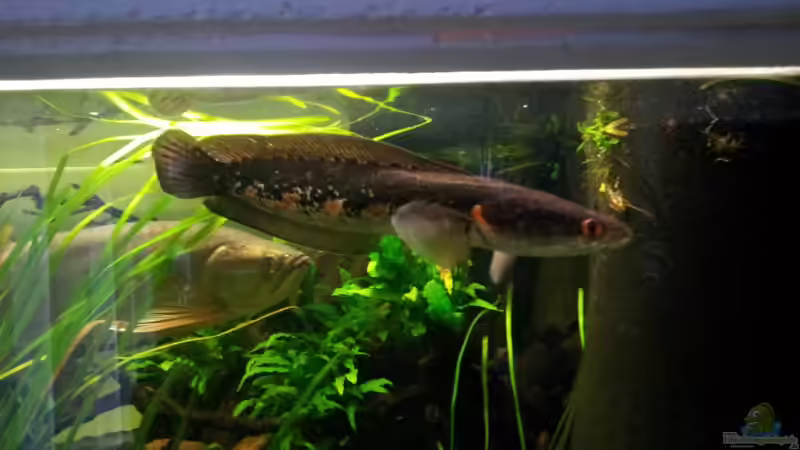 Aquarien mit Channa pseudomarulia Aquarien mit Channa pseudomarulia