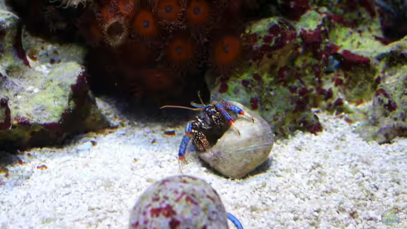 Aquarien mit Phimochirus operculatus (Einsiedlerkrebs) Aquarien mit Phimochirus operculatus (Einsiedlerkrebs)