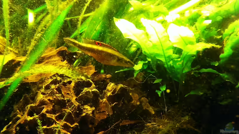 Aquarien mit Crenicichla notophthalmus Aquarien mit Crenicichla notophthalmus