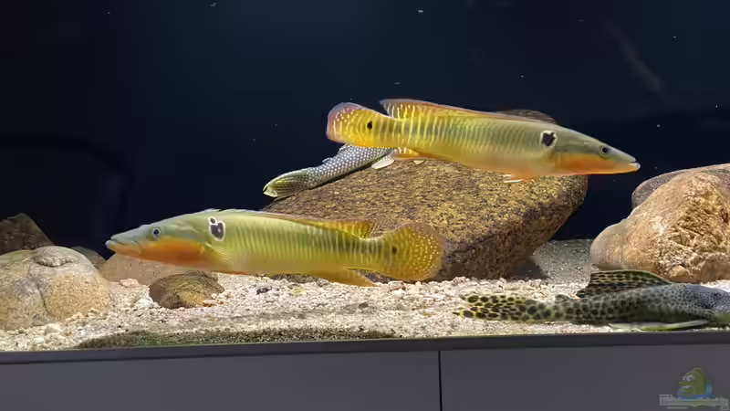 Crenicichla Zebrina