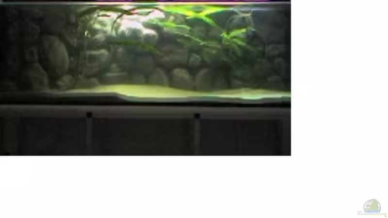 Usteris Wasserkelch im Aquarium pflegen (Einrichtungsbeispiele für Cryptocoryne usteriana) Usteris Wasserkelch im Aquarium pflegen (Einrichtungsbeispiele für Cryptocoryne usteriana)