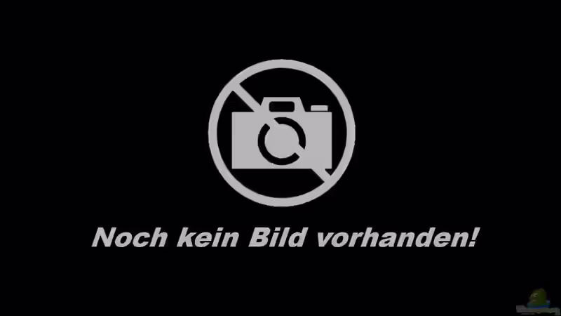 Cyanobakterien was tun? So hat es bei mir funktioniert!