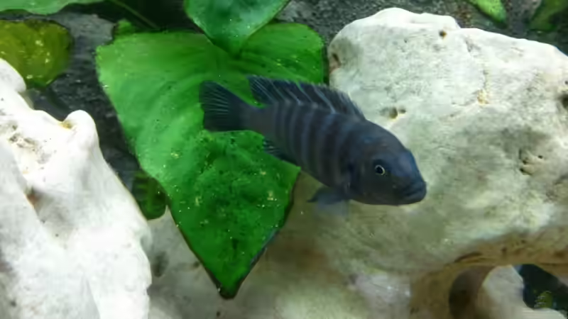 Einrichtungsbeispiele für Cynotilapia zebroides (Cynotilapia afra) Einrichtungsbeispiele für Cynotilapia zebroides (Cynotilapia afra)