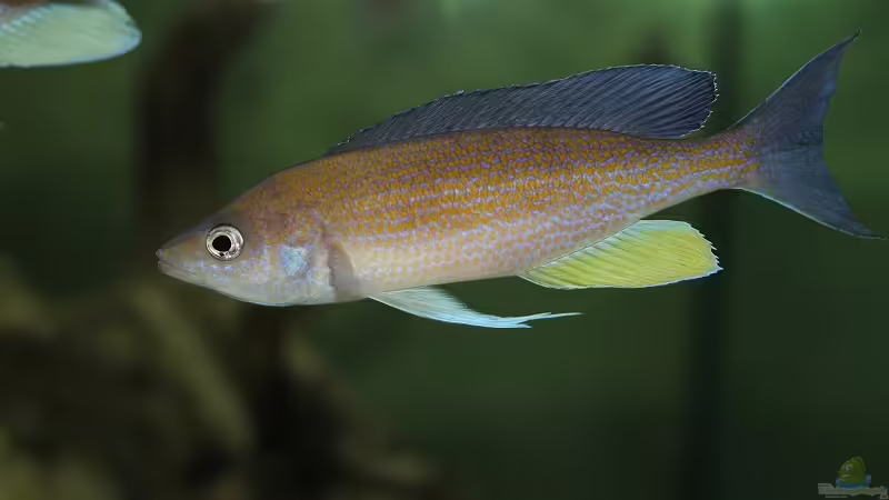 Aquarien mit Cyprichromis pavo Aquarien mit Cyprichromis pavo