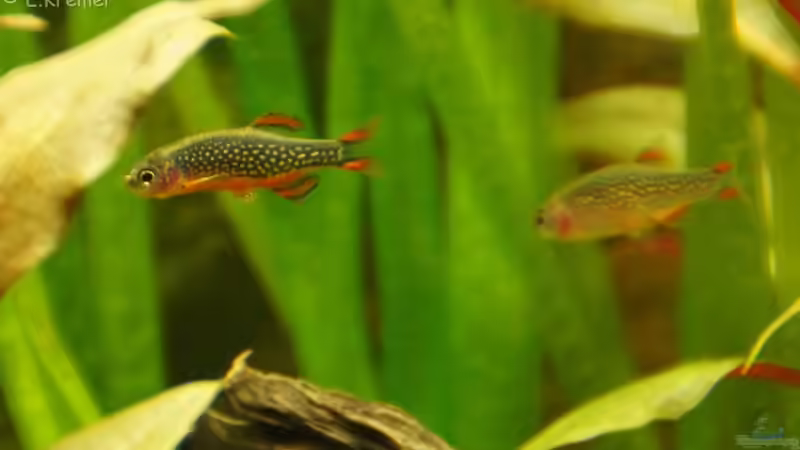 Einrichtungsbeispiele für Boraras maculatus (Zwergbärbling)