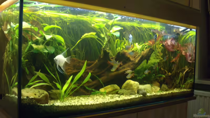Das 300 Liter Becken