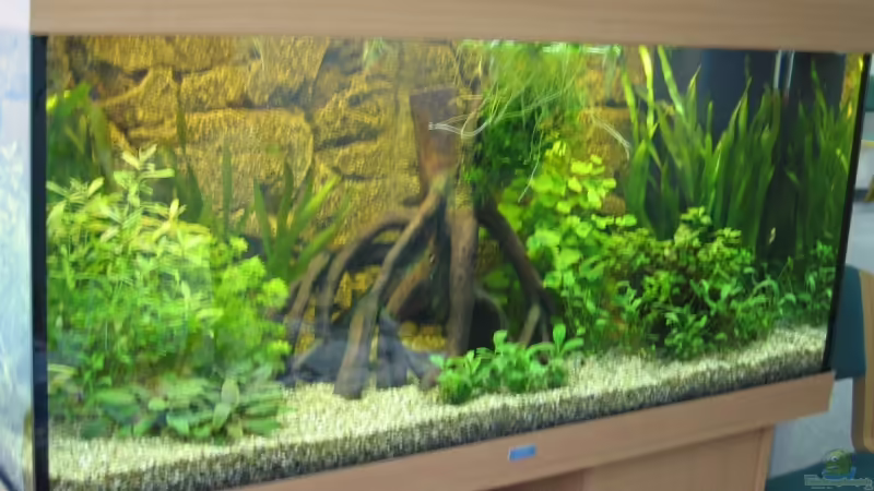 Das Aquarium am 25.01.2007
