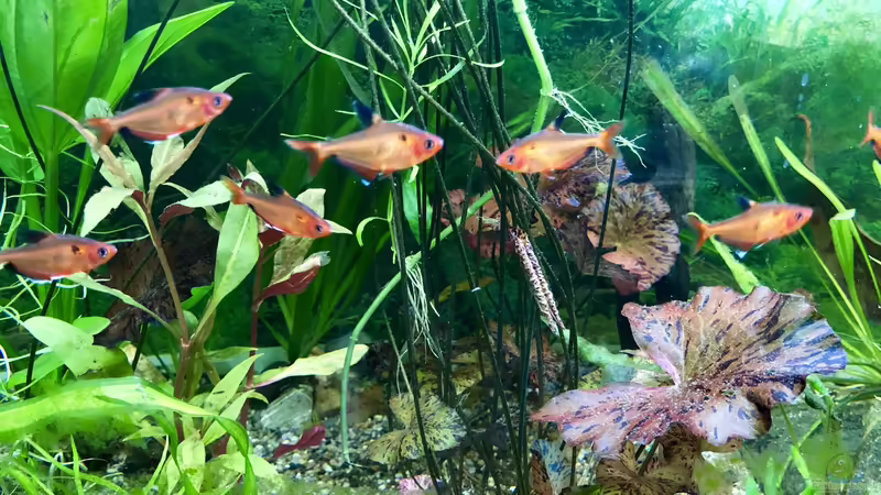 Das Aquarium im Urlaub von Helga Kury