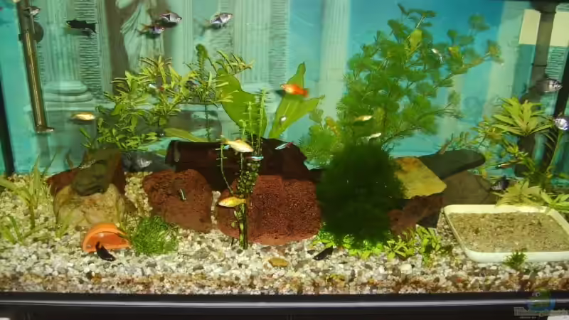 Das ist mein Aquarium.