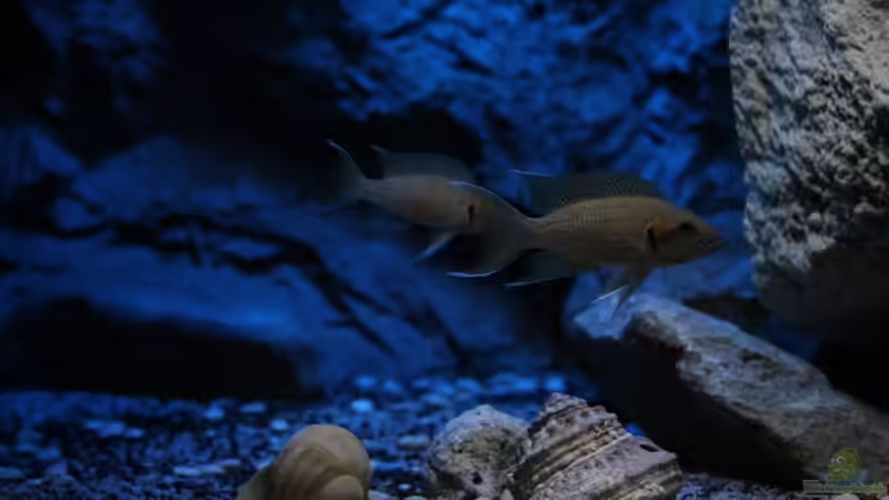 Neolamprologus helianthus im Aquarium (Einrichtungsbeispiele für Neolamprologus helianthus)