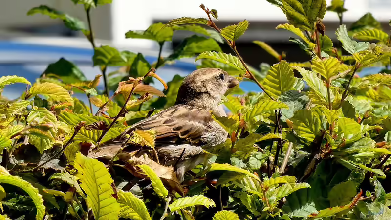 Das sind die beliebtesten Heckenpflanzen bei deutschen Gartenliebhabern