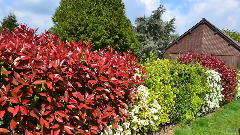 Das sind die beliebtesten Heckenpflanzen bei deutschen Gartenliebhabern