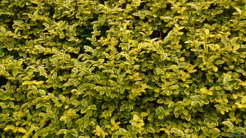 Das sind die beliebtesten Heckenpflanzen bei deutschen Gartenliebhabern