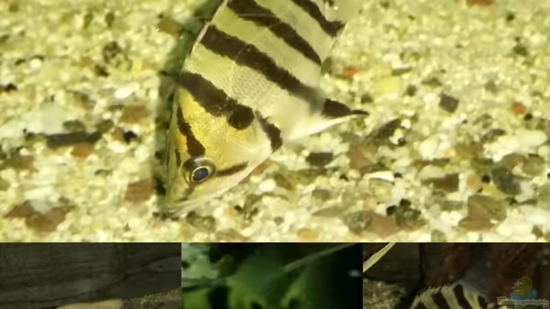 Aquarien mit Datnioides polota (Brackwasser-Tigerbarsch) Aquarien mit Datnioides polota (Brackwasser-Tigerbarsch)