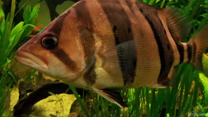 Datnioides Pulcher, Tigerbarsch
