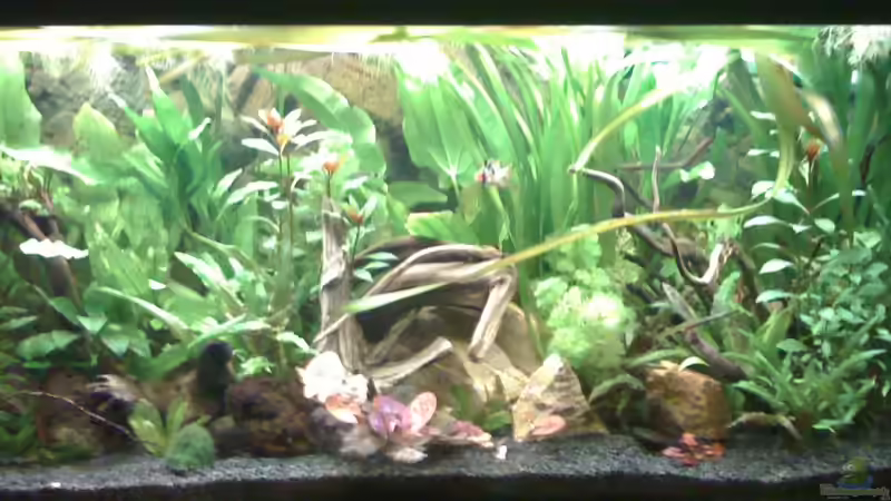 Deep Amazonas Biotop