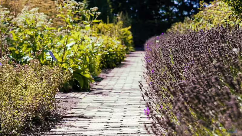 Den Garten aufwerten: Randbepflanzung von Wegen