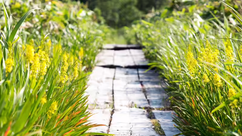 Den Garten aufwerten: Randbepflanzung von Wegen