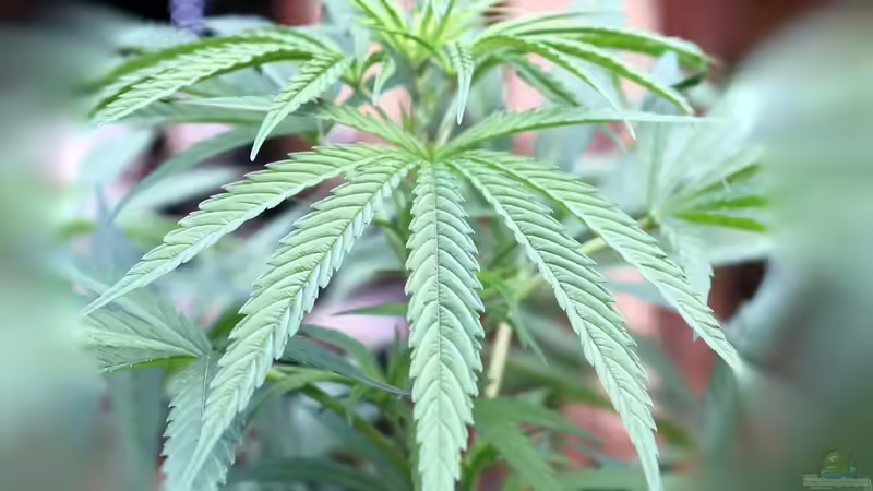 Der legale Anbau von Cannabis in Deutschland