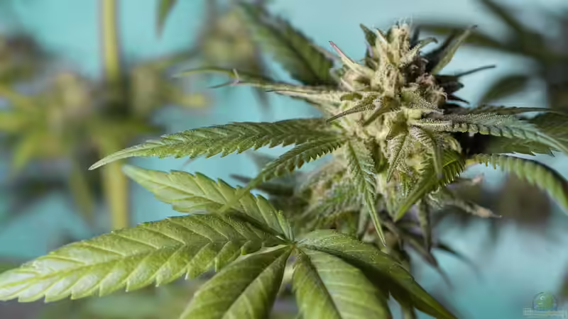 Der legale Anbau von Cannabis in Deutschland