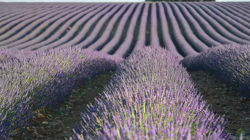 Der Zauber der Lavendelblüte in Frankreich