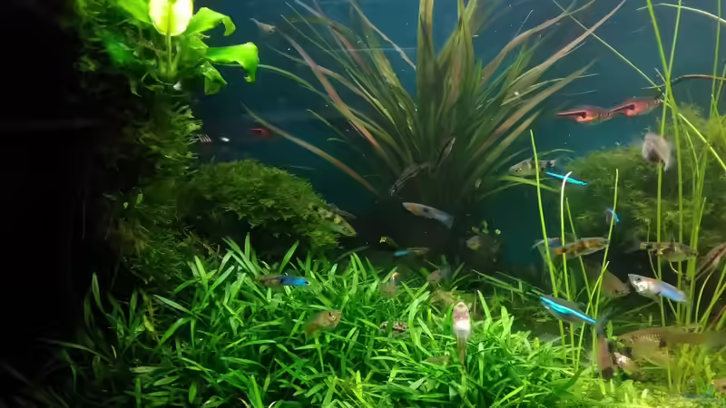 Zwergwasserkelch im Aquarium pflegen (Einrichtungsbeispiele für Cryptocoryne parva) Zwergwasserkelch im Aquarium pflegen (Einrichtungsbeispiele für Cryptocoryne parva)