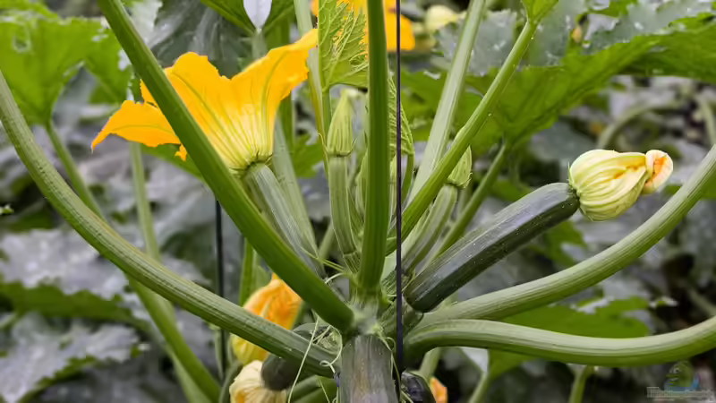 Die am schnellsten wachsenden Pflanzen für den Garten – So holst du dir blitzschnell grün in dein Beet