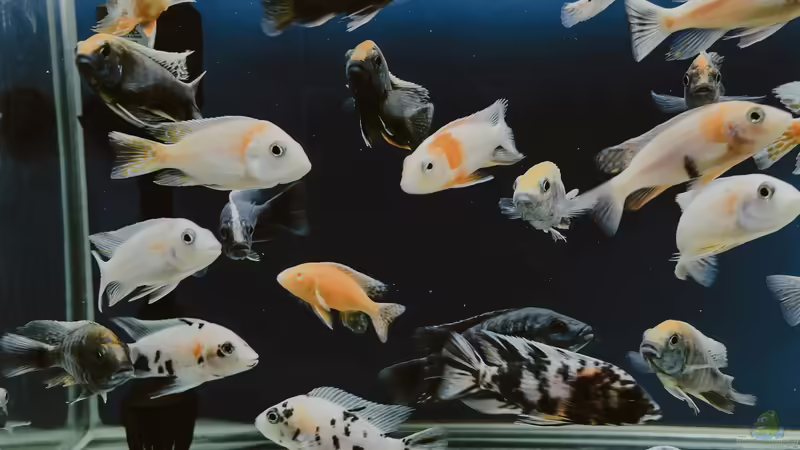 Die Aquaristik als Hobby: Ein umfassender Überblick über Zahlen, Trends und Entwicklungen