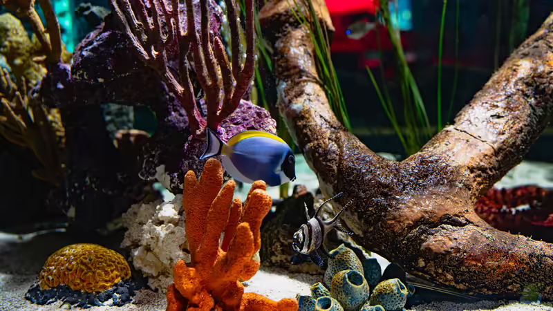 Die Aquaristik als Hobby: Ein umfassender Überblick über Zahlen, Trends und Entwicklungen
