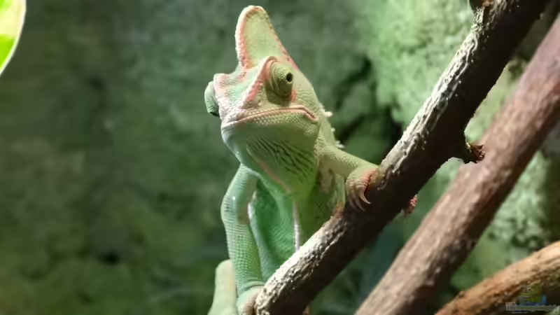 Die Bedeutung der richtigen Temperatur und Luftfeuchtigkeit im Terrarium