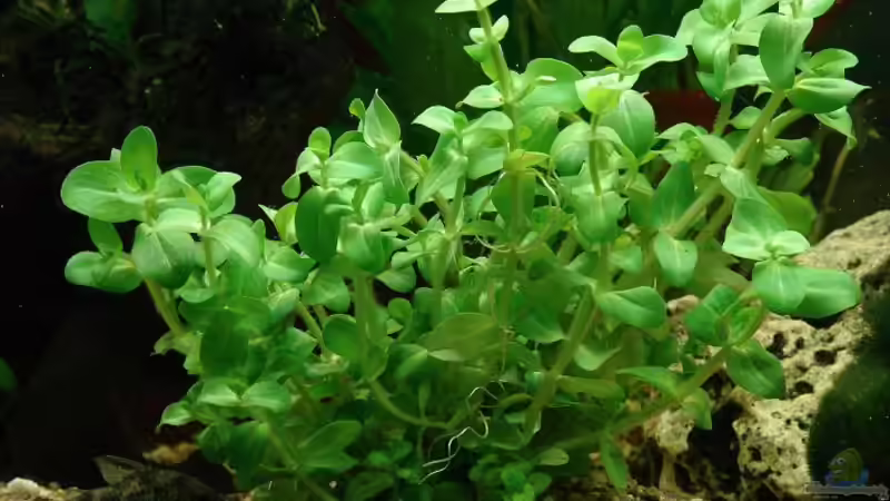 Die beliebtesten Stängelpflanzen in der Aquaristik