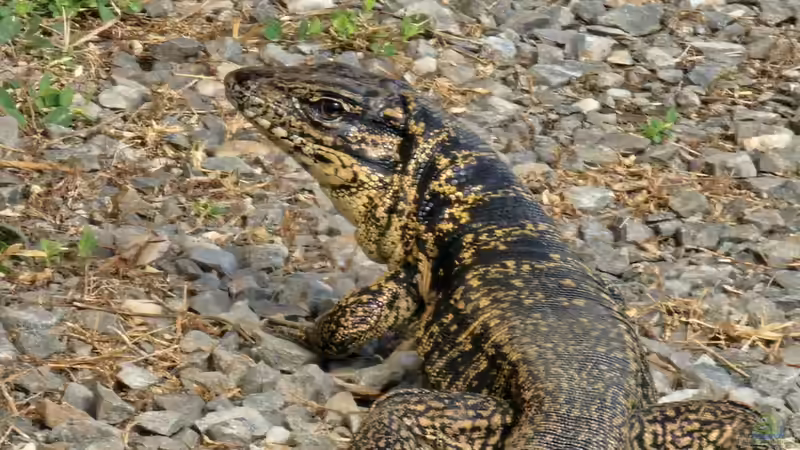 Die besondere Herausforderung für Reptilienhalter: Tejus