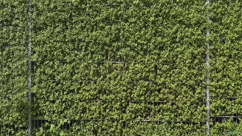 Die besten Gartenpflanzen für Sichtschutz: Ideen für Garten und Terrasse