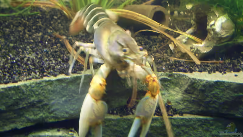 Aquarien mit Cherax-Arten (Austral-Pazifische Flusskrebse) Aquarien mit Cherax-Arten (Austral-Pazifische Flusskrebse)