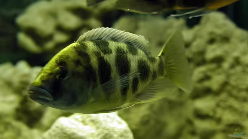 Die faszinierende Chemie im Aquarium: Natriumhydroxid und seine Auswirkungen auf aquatische Lebensräume