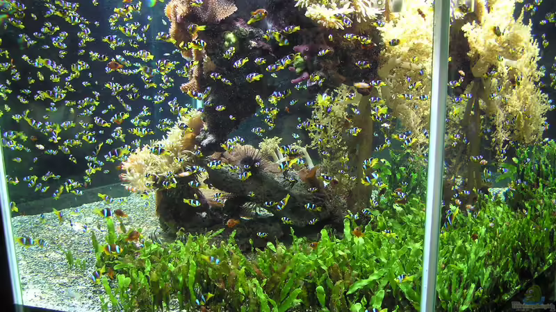 Die Herausforderung der Nachzucht von Meerwasserzierfischen