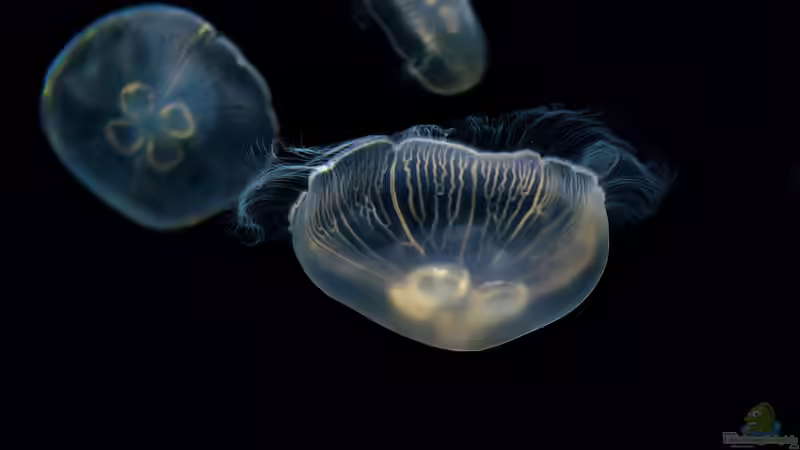 Die Lebenszyklen der Quallen: Medusen und ihre Lebensdauer