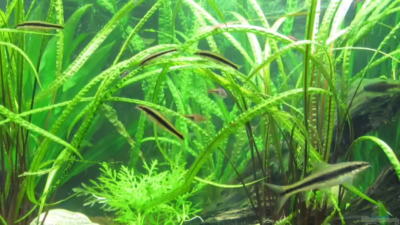 Grasblättriger Wasserkelch im Aquarium pflegen (Einrichtungsbeispiele für Cryptocoryne cordata) Grasblättriger Wasserkelch im Aquarium pflegen (Einrichtungsbeispiele für Cryptocoryne cordata)