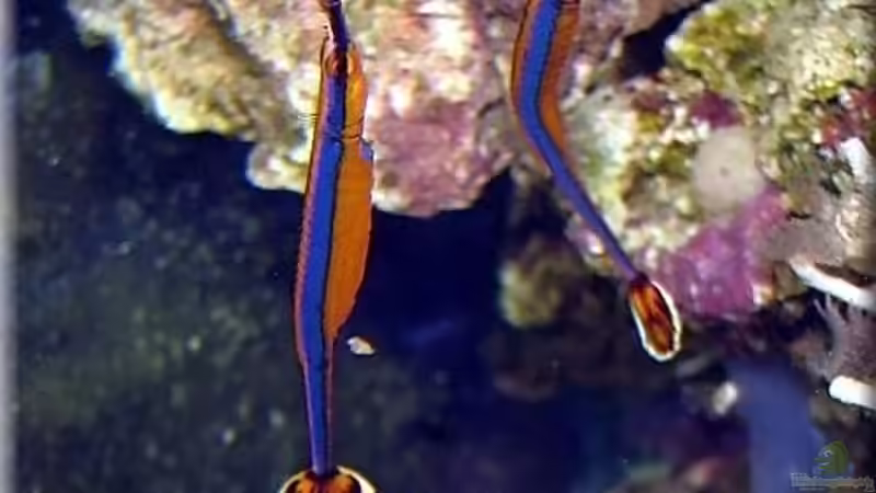 Doryrhamphus excisus excisus im Aquarium halten (Einrichtungsbeispiele für Blaustreifen-Seenadel) Doryrhamphus excisus excisus im Aquarium halten (Einrichtungsbeispiele für Blaustreifen-Seenadel)