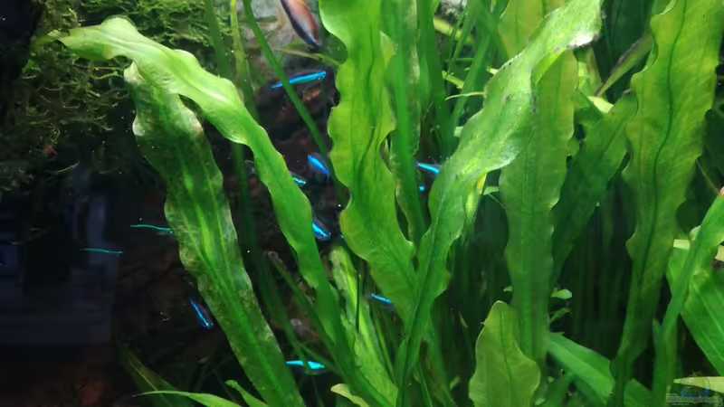 Echinodorus major im Aquarium pflegen (Einrichtungsbeispiele für Leopoldina-Schwertpflanze) Echinodorus major im Aquarium pflegen (Einrichtungsbeispiele für Leopoldina-Schwertpflanze)