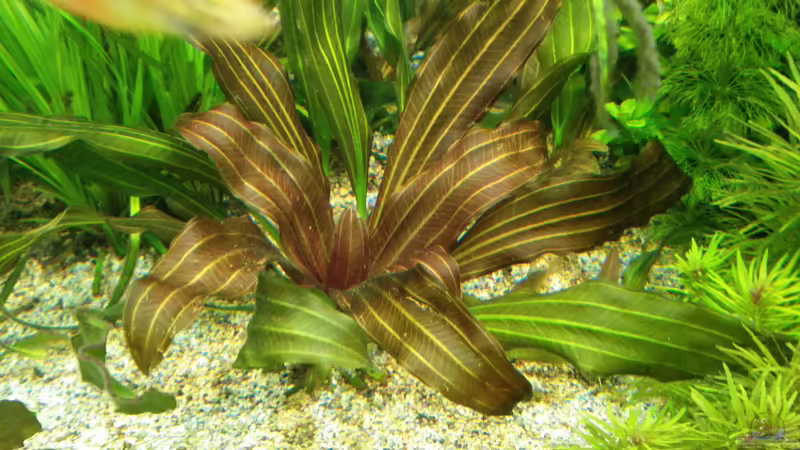 Aquarien mit Echinodorus Oriental (Oriental Schwertpflanze) Aquarien mit Echinodorus Oriental (Oriental Schwertpflanze)