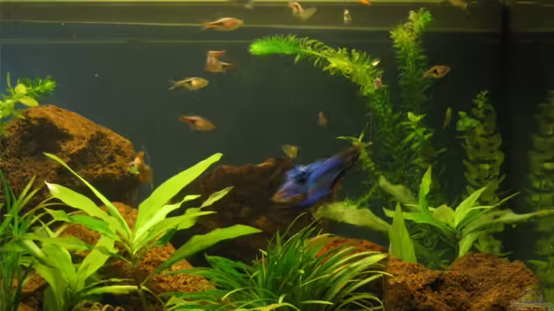 Ein Bild von eminem neu einngerichteten Aquarium mit Schnecken, aber noch ohne Fische!