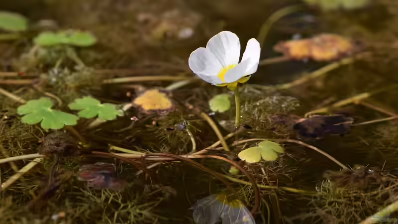 Einjährige Wasserpflanzen – Meister der Selbsterneuerung