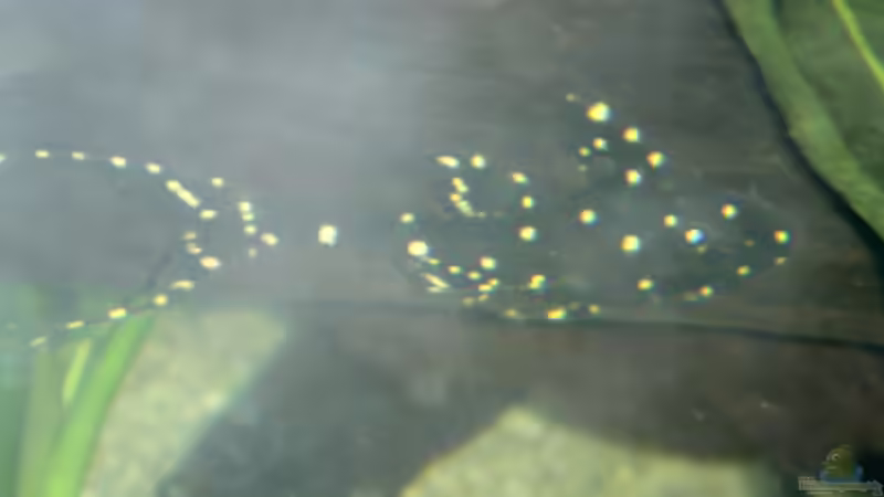 Acanthicus adonis im Aquarium halten (Einrichtungsbeispiele mit Elfenwelsen)