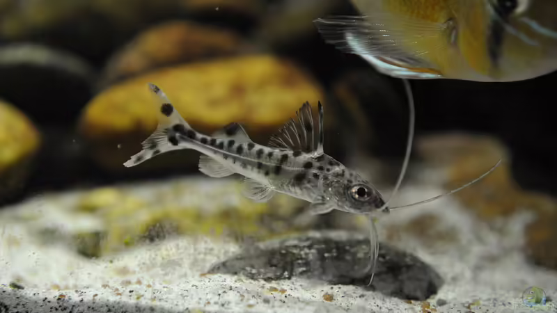 Einrichtungsbeispiele für Mittelamerika-Aquarien
