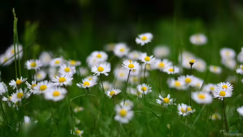 Essbare Blüten - Schönheit trifft auf Geschmack