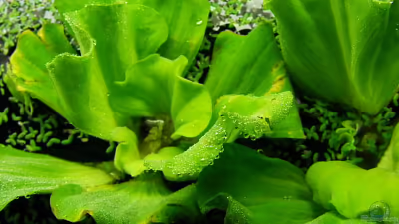 Exclusiv für EB von Aquascape-Guru- Pflanzentipp Muschelblume