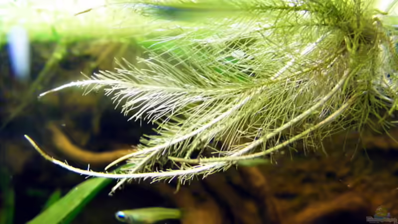 Exclusiv für EB von Aquascape-Guru- Pflanzentipp Muschelblume